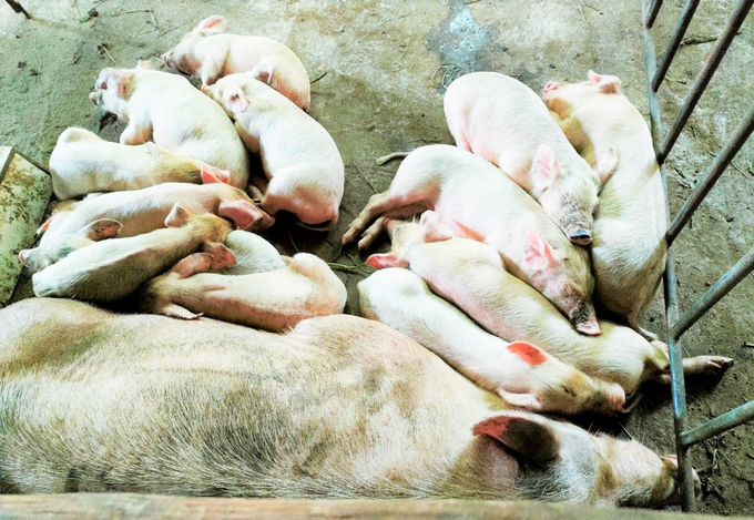 Image of the pig herd affected by ASF from Mrs. Tran Thi Binh in Cẩm Thạch commune, Cam Xuyen district, before being taken for disposal. Photo: TN.