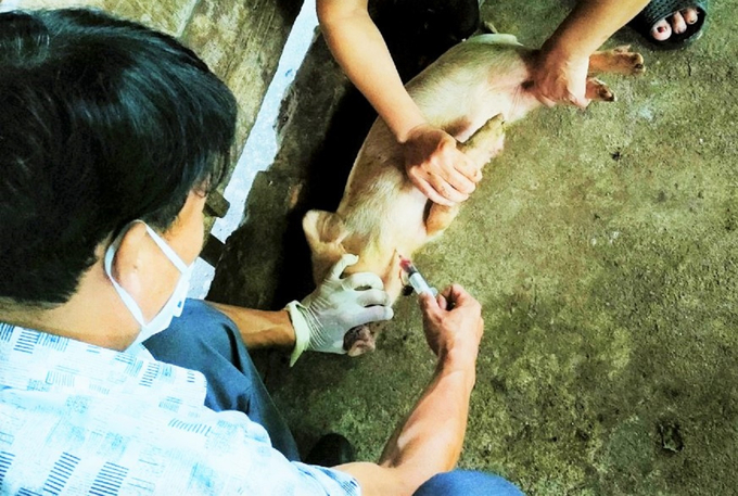 The relevant authorities organizing vaccination campaigns to enhance immunity for livestock. Photo: TN.