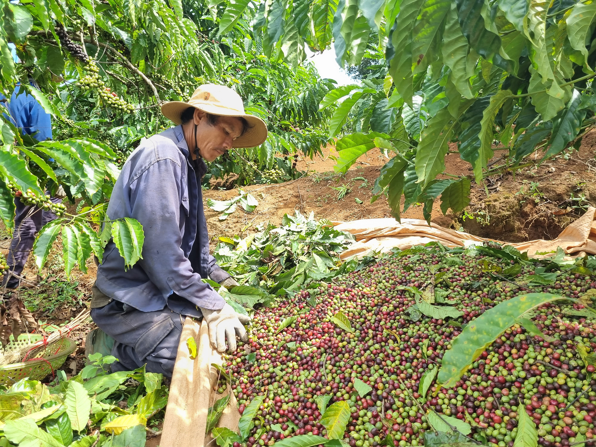 Thu hoạch cà phê. Ảnh: Minh Quý.