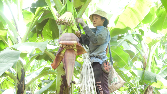 Having an understanding and love for agriculture is one of the first elements of labor that Unifarm sets out. Photo: Tran Trung.