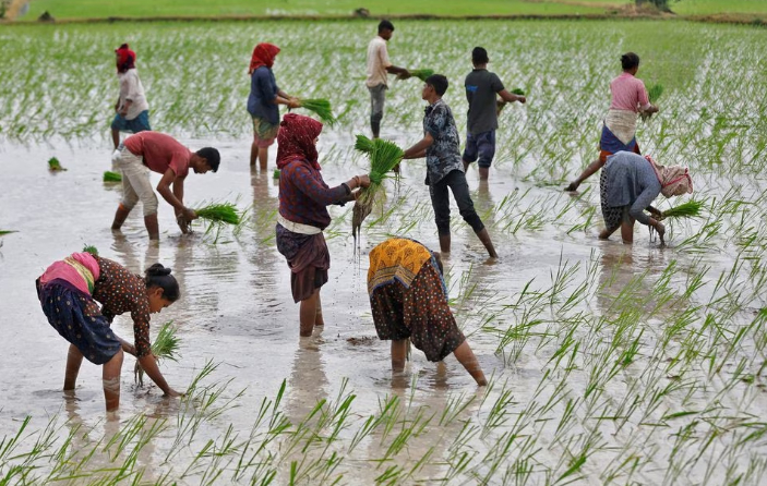 Farm labourers plant rice saplings in a field on the outskirts of Ahmedabad, India, July 21, 2023. Photo: REUTERS/Amit Dave