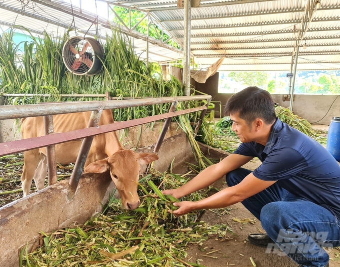 Bò vàng là giống vật nuôi bản địa quý hiếm của tỉnh Hà Giang. Ảnh: Đào Thanh.