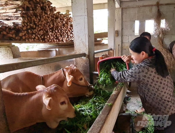 Việc liên kết chăn nuôi bò vàng của HTX Cát Lý với các hộ dân vừa giúp các hộ dân thoát nghèo vừa nâng tầm thương hiệu bò vàng Hà Giang. Ảnh: Đào Thanh.