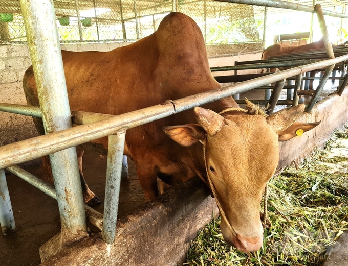 Có những con bò vàng được HTX Cát Lý bán với giá lên tới 1,1 triệu đồng/kg thịt thành phẩm. Ảnh: Đào Thanh.