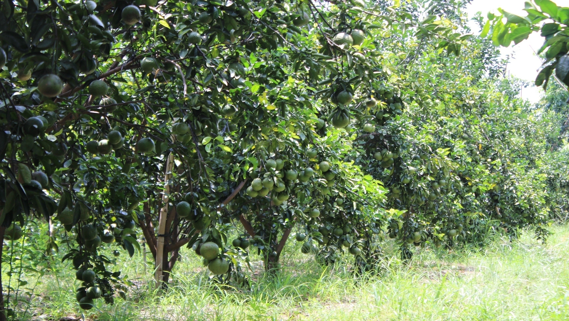 Một trong những vườn cây ăn quả được tưới mát bởi những công trình thủy lợi. Ảnh: Trần Trung.