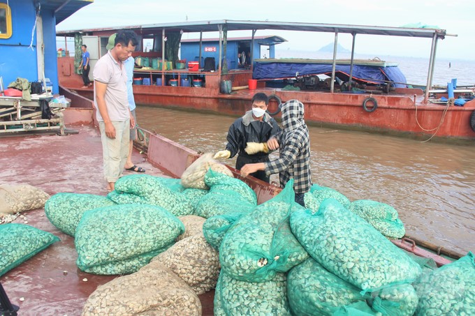 In 2022, the raw clam farming area of Kim Son district (HASUVIMEX-associated farming area) was certified to meet the standards of the Aquaculture Stewardship Council (ASC). Photo: Trung Quan.