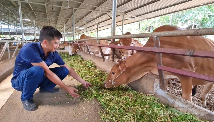 Sự liên kết, đồng hành của chính quyền và doanh nghiệp là một trong những yếu tố quan trọng trong việc phát triển con bò vàng ở Hà Giang. Ảnh: Ngọc Tú.