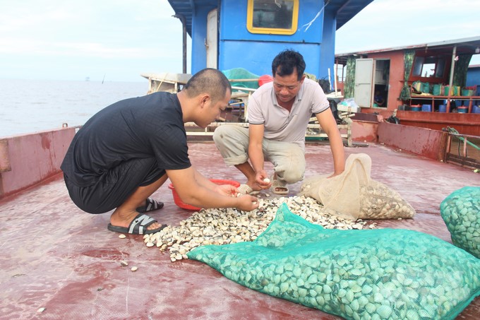 Clam farming households in the ASC-certified area must strictly comply with regulations on farming environment, clam seed, stocking density, harvest time, harvesting labor, etc. Photo: Trung Quan.