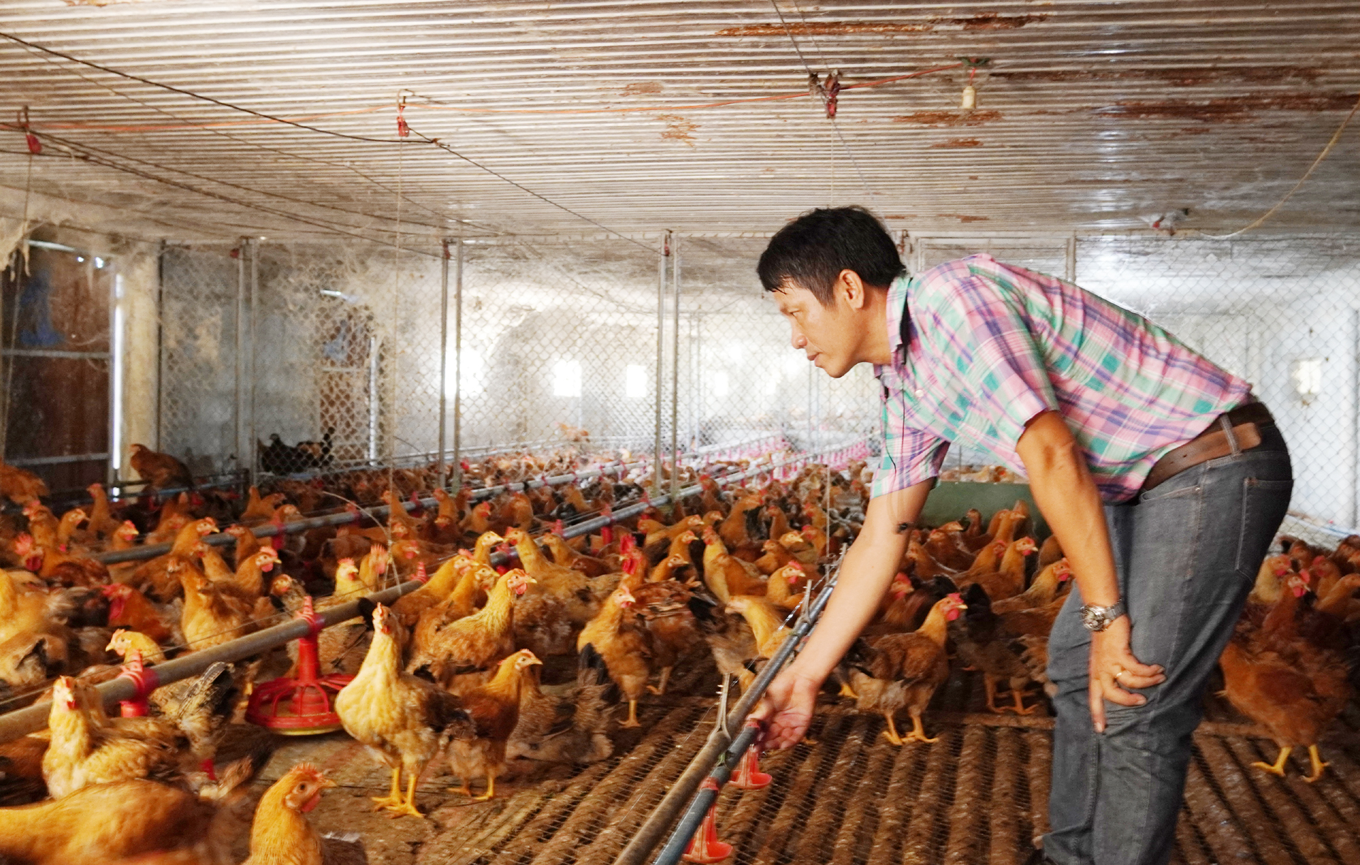 Ứng dụng công nghệ cao trong chăn nuôi gà tại Công ty Nhật Minh. Ảnh: T.Phùng.