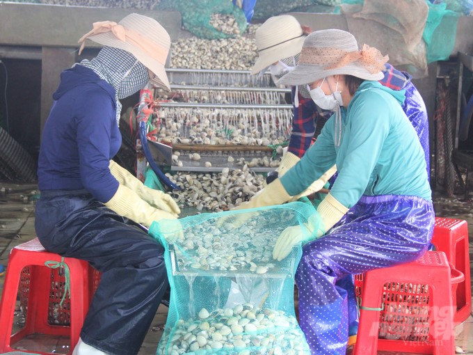 Members of the Kim Son Clam Cooperative pre-process clams before selling them. Photo: Trung Quan.