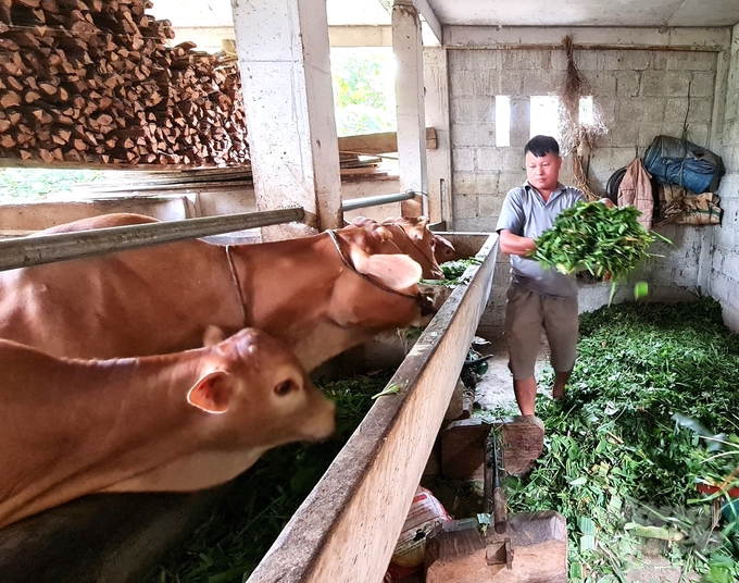 Những năm qua, tỉnh Hà Giang đã có nhiều chính sách hỗ trợ thúc đẩy nâng cao chất lượng, giá trị của con bò vàng. Ảnh: Đào Thanh.