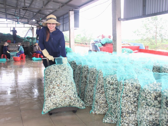 The selling price of clams in the ASC-certified area is always VND 500–700/kg higher than outside. Photo: Trung Quan.