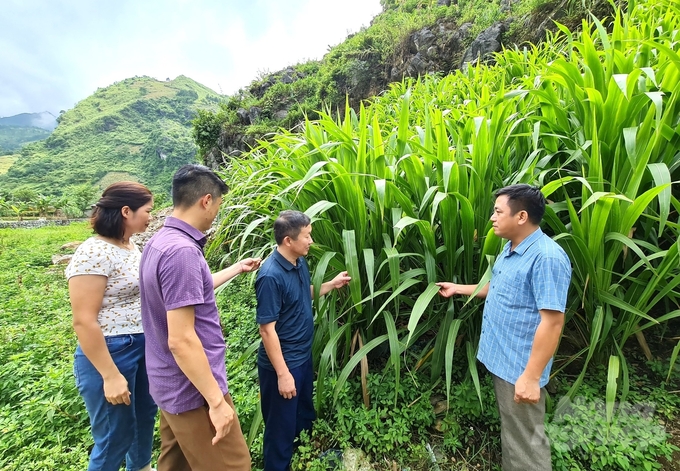 Là vùng cao nguyên đá cộng thời tiết khắc nghiệt do đó việc mở rộng diện tích đồng cỏ là rào cản cho việc phát triển con bò vàng ở Hà Giang. Ảnh: Đào Thanh.