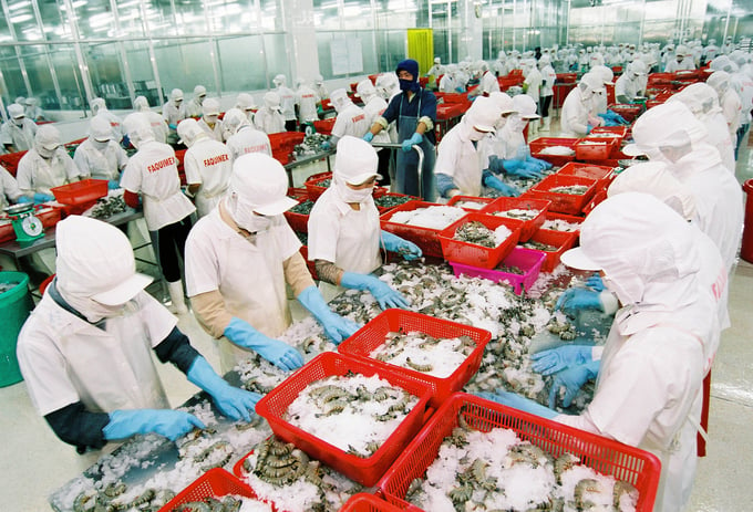 The most popular products on China’s e-commerce platforms are fresh and frozen shrimp. Photo: Hong Tham.
