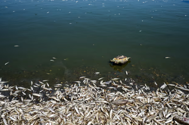 Thousands of dead fish float in the Amshan River in Iraq in July in a disaster thought to be linked to drought. Photograph: Asaad Niazi/AFP/Getty Images