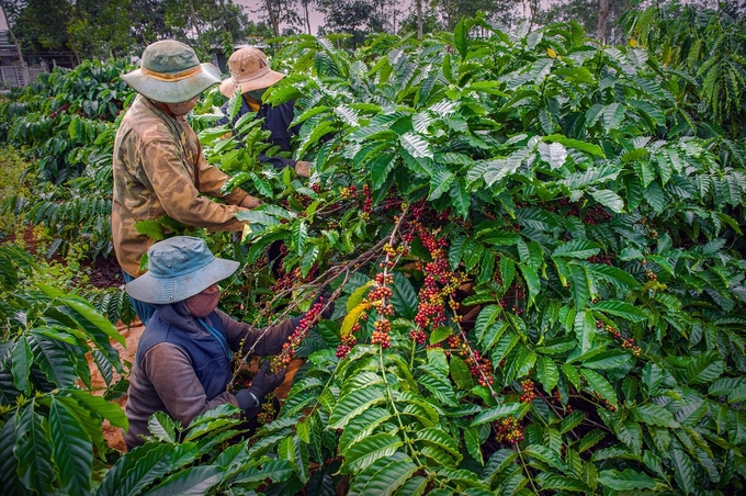 Coffee is considered the main agricultural product of Dak Nong province.