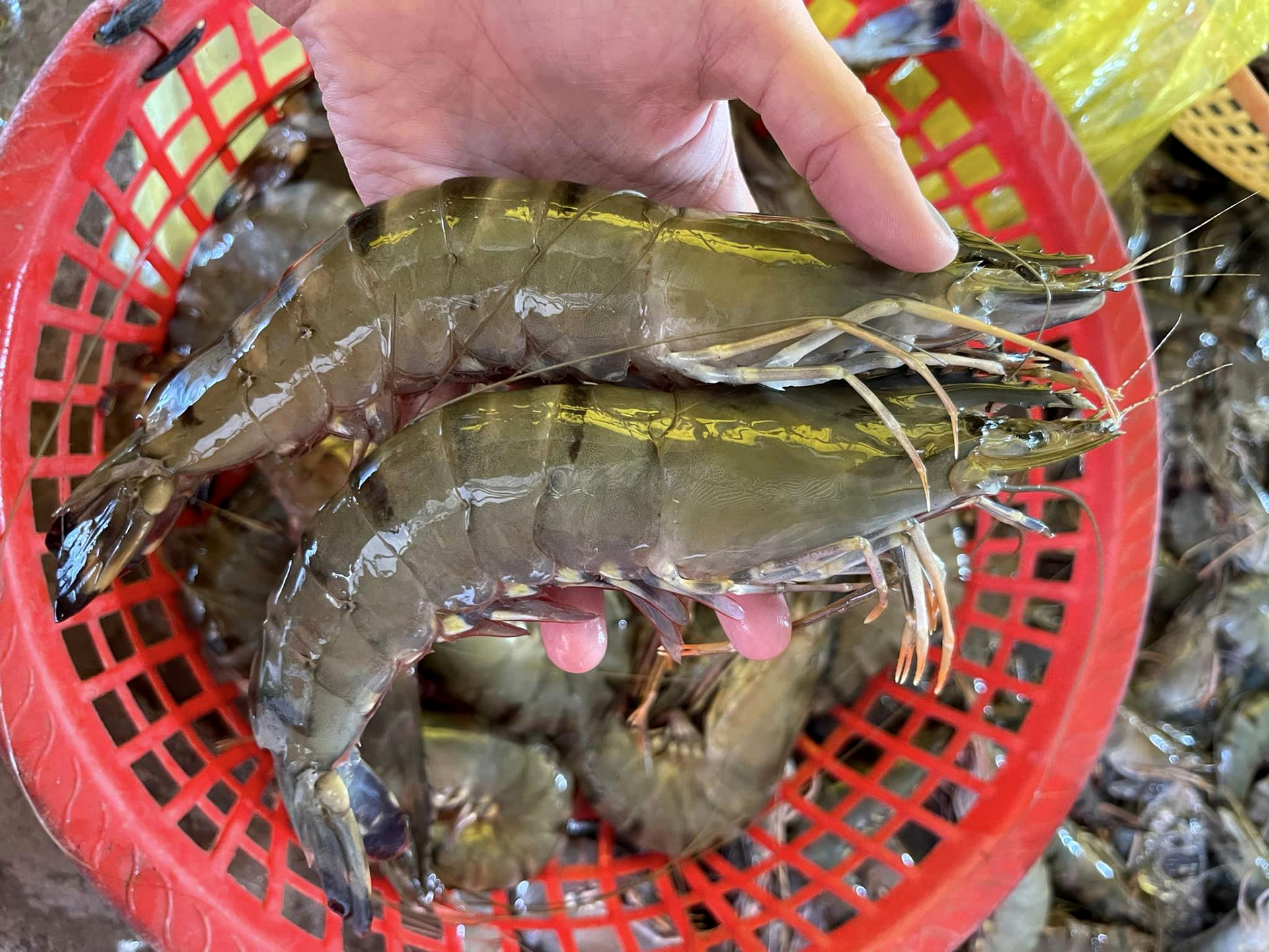 Harvested black tiger shrimp in Ca Mau. Photo: Son Trang.