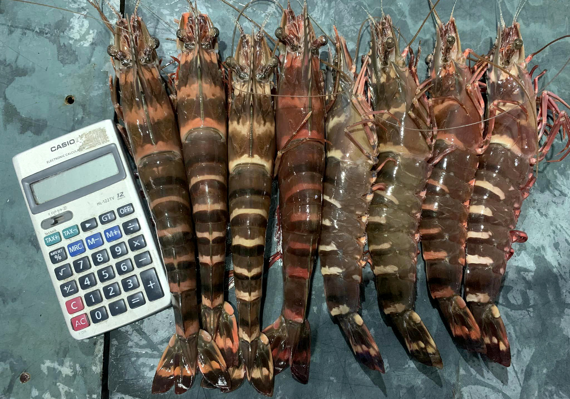 Black tiger shrimp used to be the top-1 exporting shrimp of Vietnam. Photo: Son Trang.