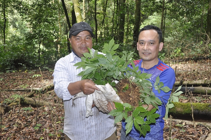 Ngoc Linh ginseng is cultivated by local residents on the Ngoc Linh Mountain summit in Tu Mo Rong District, Kon Tum Province. Photo: Tuan Anh.