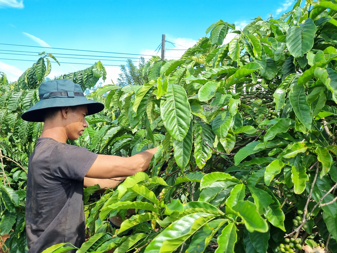 The Central Highlands is the coffee capital of the country. Photo: Tuan Anh.