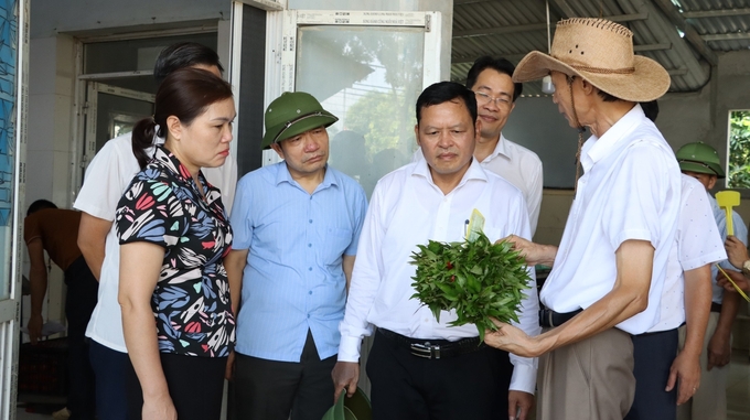 Chuc Son Clean Vegetable Cooperative is one of the pioneers in applying digital technologies to production. Photo: Thuy Vi.