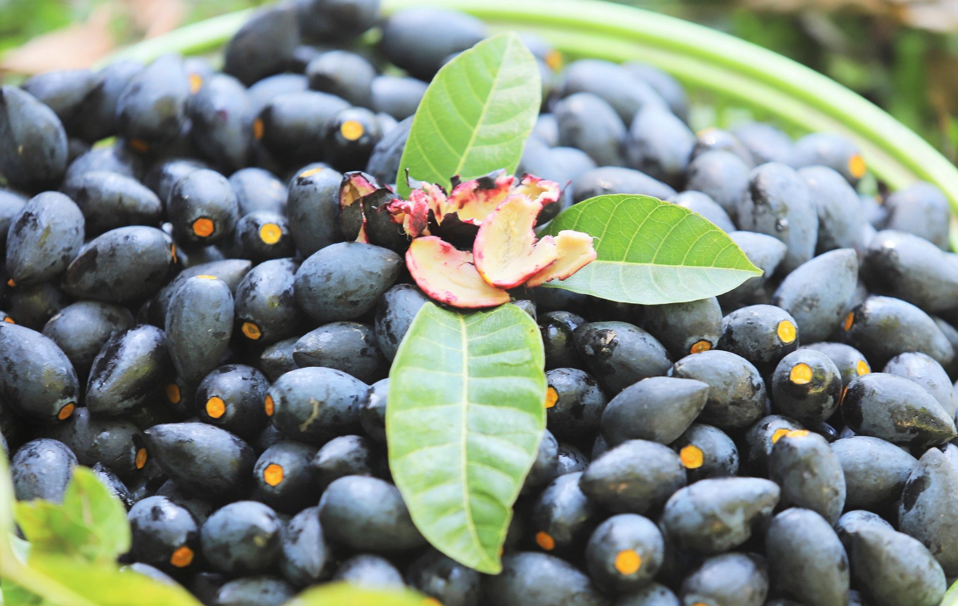 Black olives are currently a specialty food of the people in Ha Tinh province, and they are even brought by Vietnamese individuals overseas to savor the taste of their homeland.