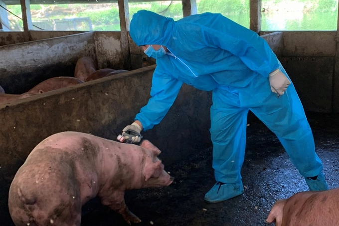 Kết quả giám sát cho thấy vacxin AVAC ASF LIVE an toàn trên lợn được tiêm tại tất cả các trang trại và có đáp ứng miễn dịch tốt. Ảnh: Linh Linh.