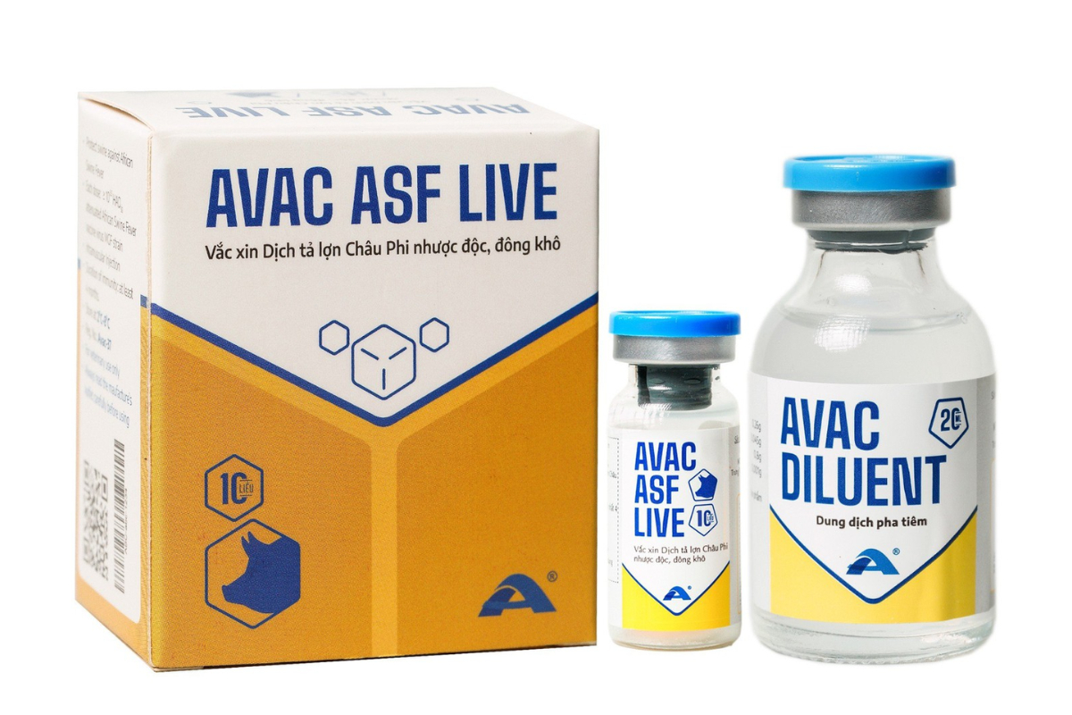 Vacxin AVAC ASF LIVE do Công ty Cổ phần AVAC Việt Nam nghiên cứu, sản xuất đã được sử dụng để tiêm cho các đàn lợn và đánh giá thận trọng tại Philippines. Ảnh: Linh Linh.