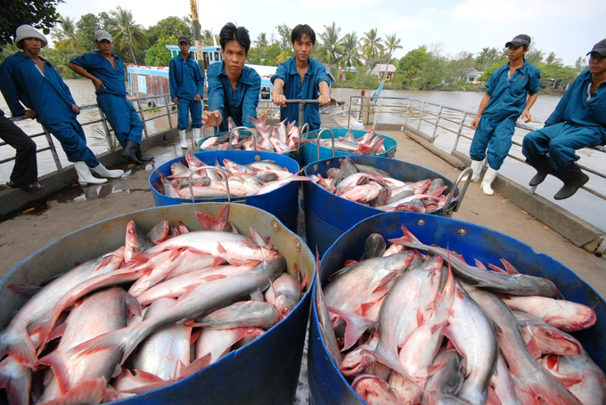 VASEP assesses that pangasius exports will be more profitable than shrimp exports in the near future. Photo: TQ.