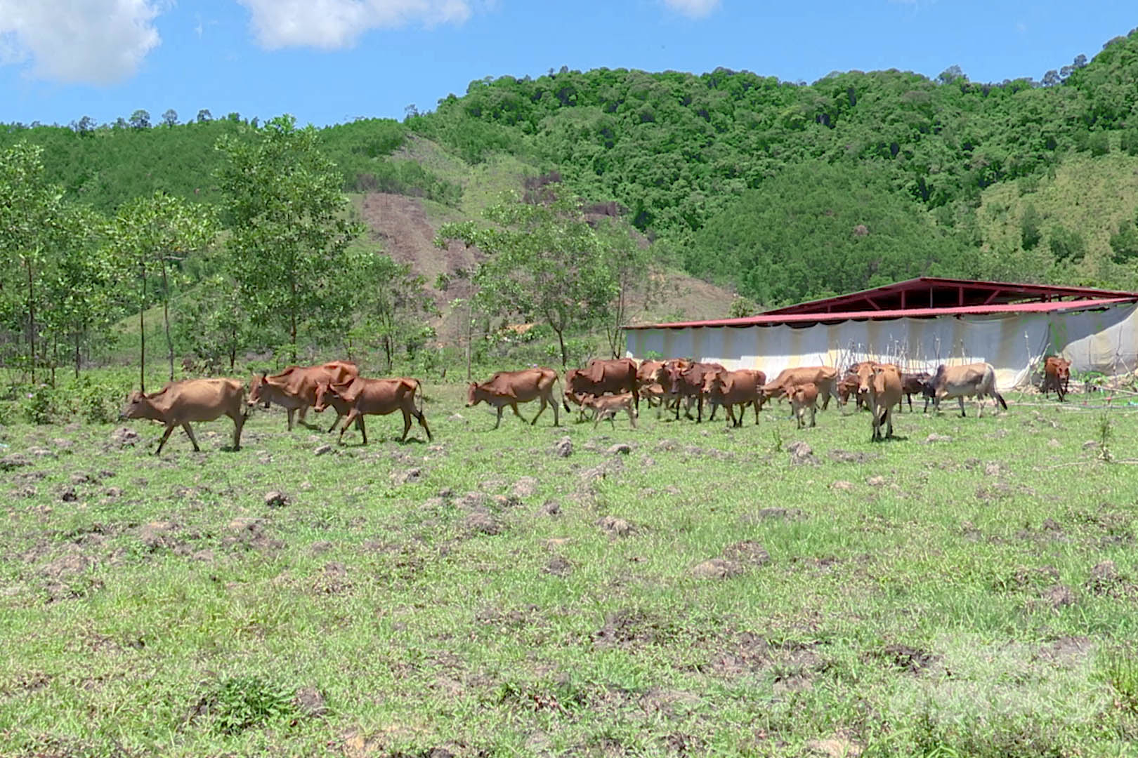 Huyện miền núi A Lưới có nhiều điều kiện thuận lợi để phát triển chăn nuôi bò theo hướng hàng hóa, hữu cơ. Ảnh: Công Điền.