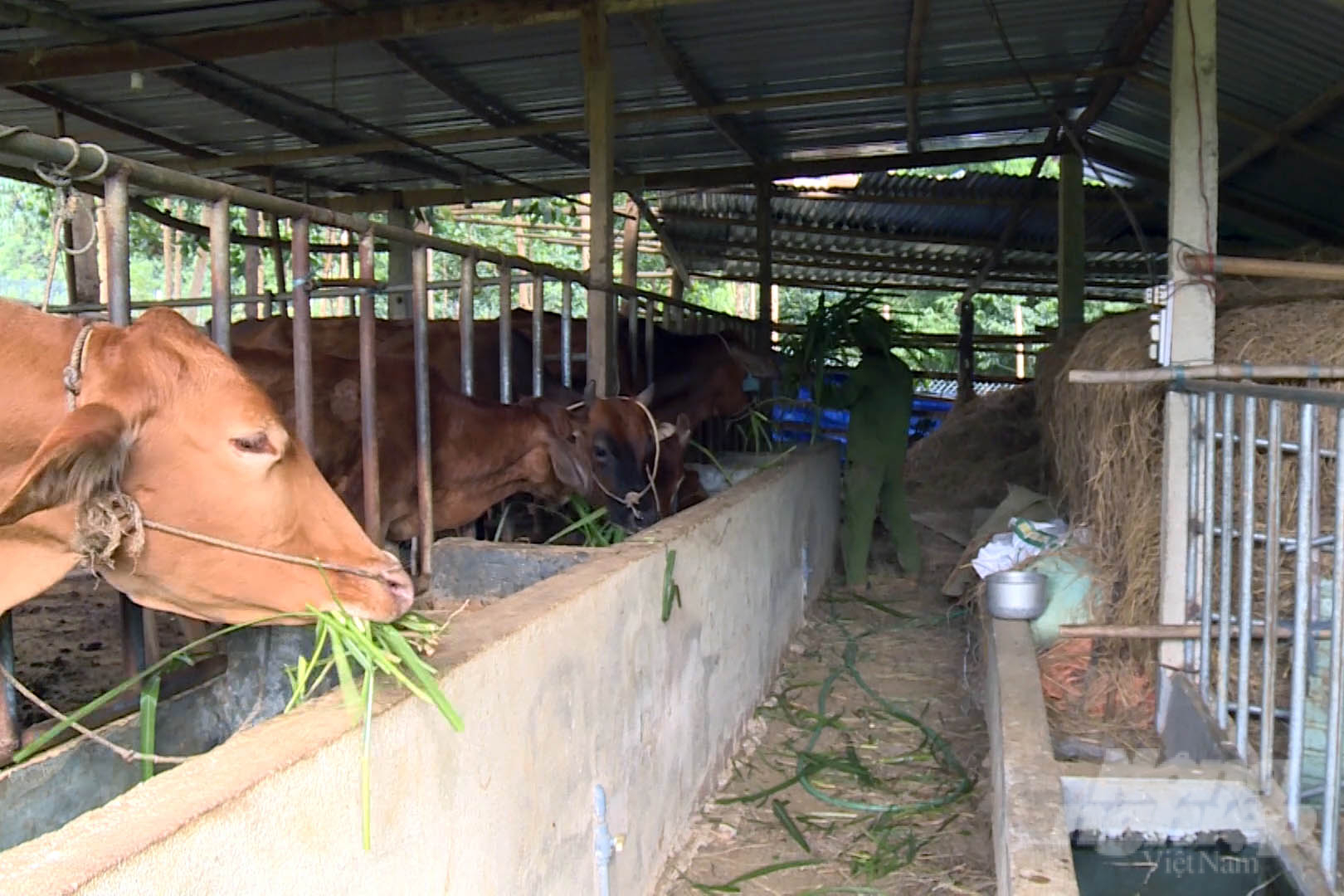 Mô hình nuôi bò hữu cơ lần đầu tiên áp dụng tại huyện A Lưới. Ảnh: Công Điền.