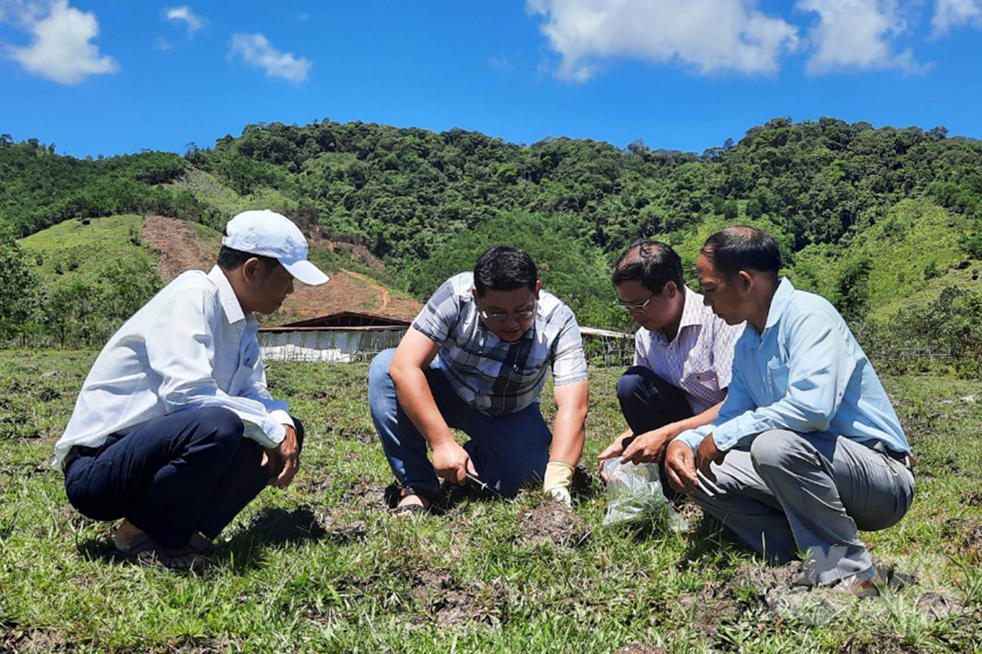 Lấy mẫu đất ở khu trồng cỏ nuôi bò để phân tích các chỉ tiêu về nông nghiệp hữu cơ. Ảnh: Công Điền.