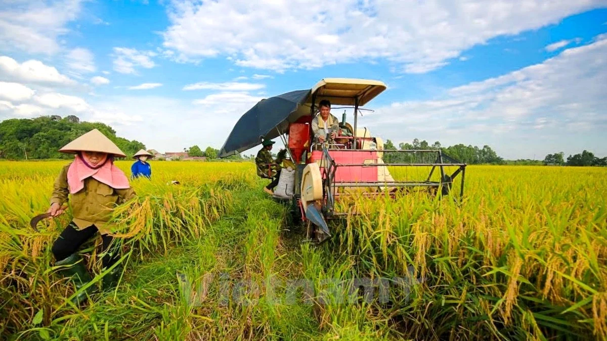 The management of rice production and export at the present time requires flexibility.