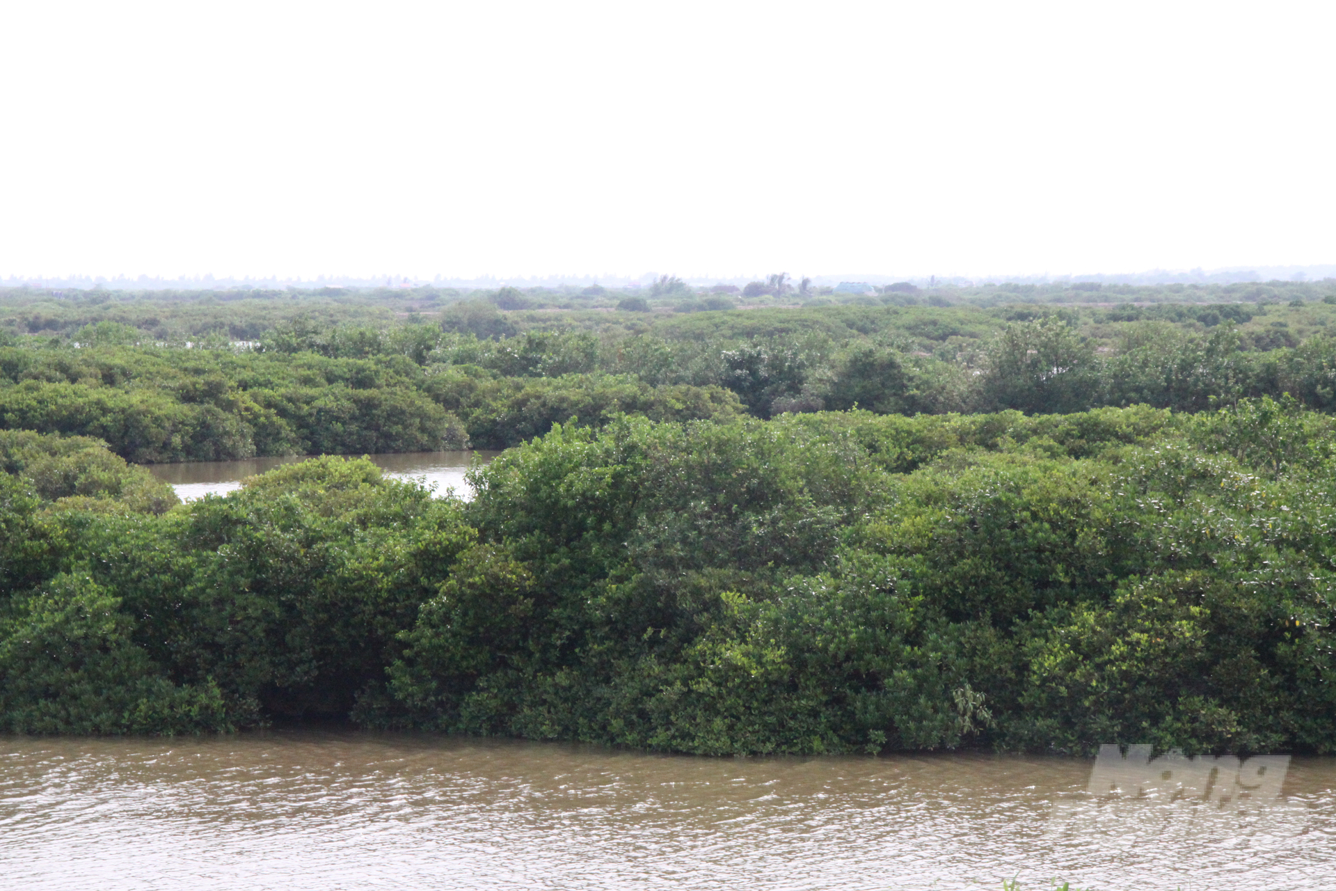 Thai Binh has recently transferred the area of specialized forests in 3 communes of Tien Hai district. Photo: Kien Trung.