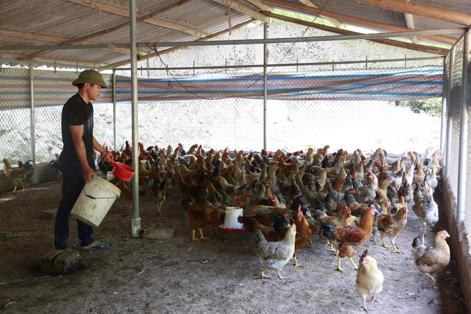 Tien Yen chicken is one of the key livestock of Quang Ninh province that local residents and businesses always pay special attention to vaccinating to prevent diseases. Photo: Cuong Vu.