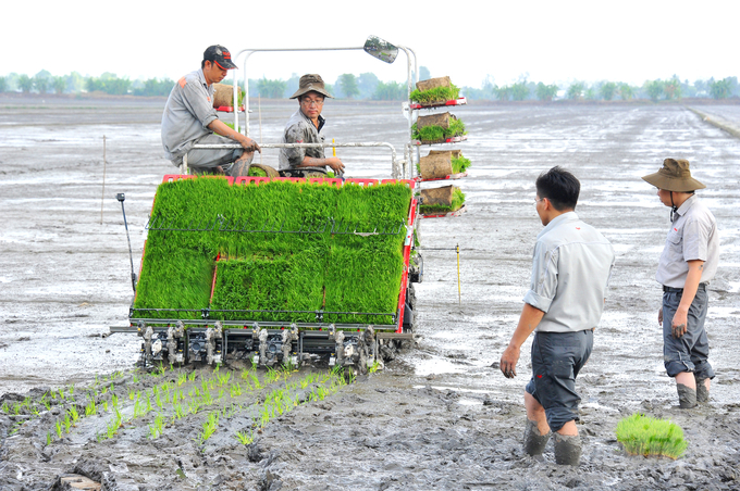 As a result of export restrictions in certain nations, the price of Vietnam's exported rice has attained its greatest level in 15 years. Photo: Le Hoang Vu. 