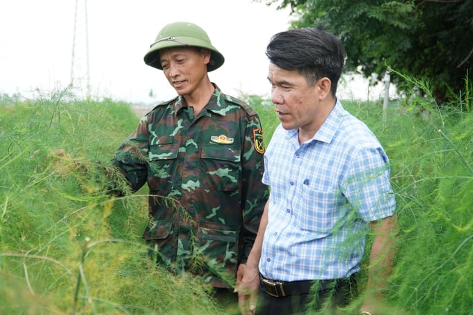 Ông Nguyễn Duy Thơ (phải), Phó Chủ tịch Hội Nông dân huyện Vĩnh Tường tham quan mô hình măng tây của ông Nguyễn Xuân Hòa. Ảnh: Lâm Hùng.