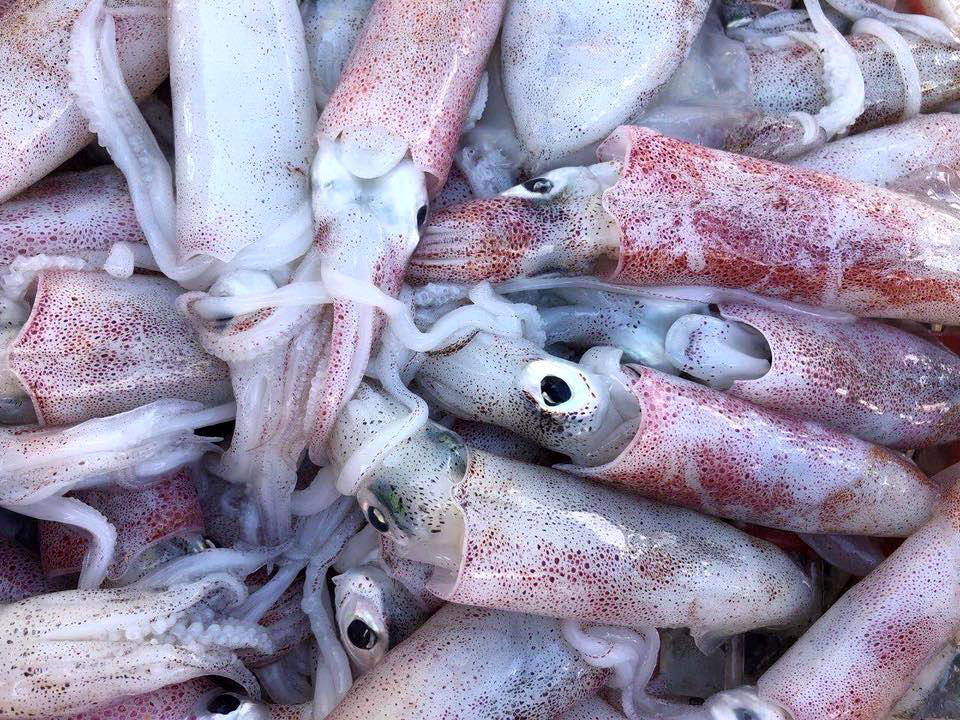 Israel is one of the biggest markets for Vietnamese squid and octopus. Photo: Son Trang.