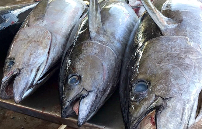 Export of Vietnamese tuna to Israel is experiencing strong growth. Photo: Son Trang.