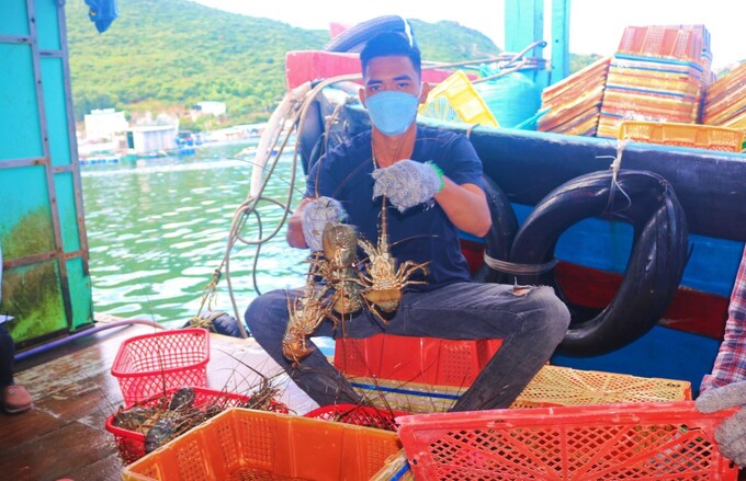 Người tiêu dùng Trung Quốc ưa thích thủy sản tươi sống, chẳng hạn như tôm hùm: Ảnh: Hồng Thắm.
