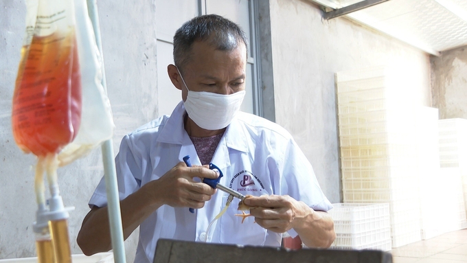 Poultry breeds are fully equipped with vaccination before being sold. Photo: Nguyen Thanh.