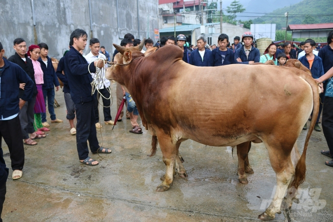 Giống bò Mông là giống bò được đồng bào dân tộc Mông khi di cư đã đưa vào Việt Nam hơn 300 năm trước. Ảnh: ĐT.