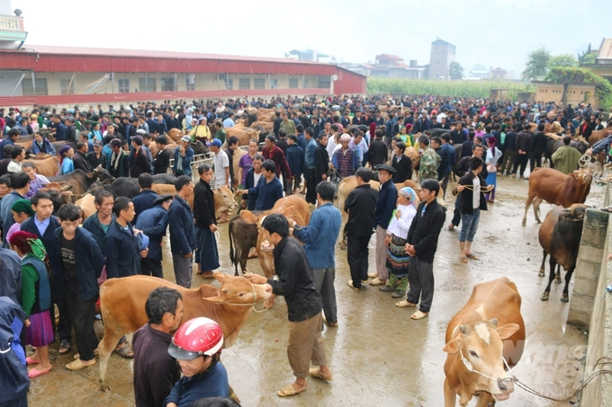 Bò Mông luôn là vật nuôi chiếm ưu thế vượt trội về số lượng tại các chợ gia súc ở Hà Giang. Ảnh: ĐT.
