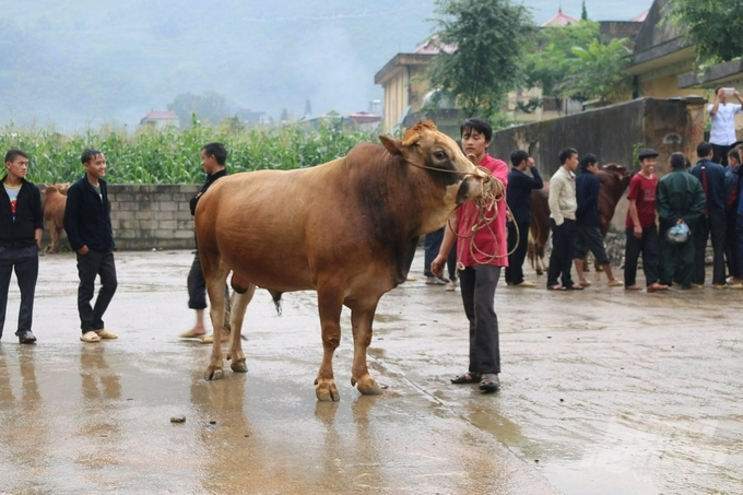 Bò Mông cho thịt có độ mềm, thịt thơm và có vị đặc trưng. Ảnh: ĐT.