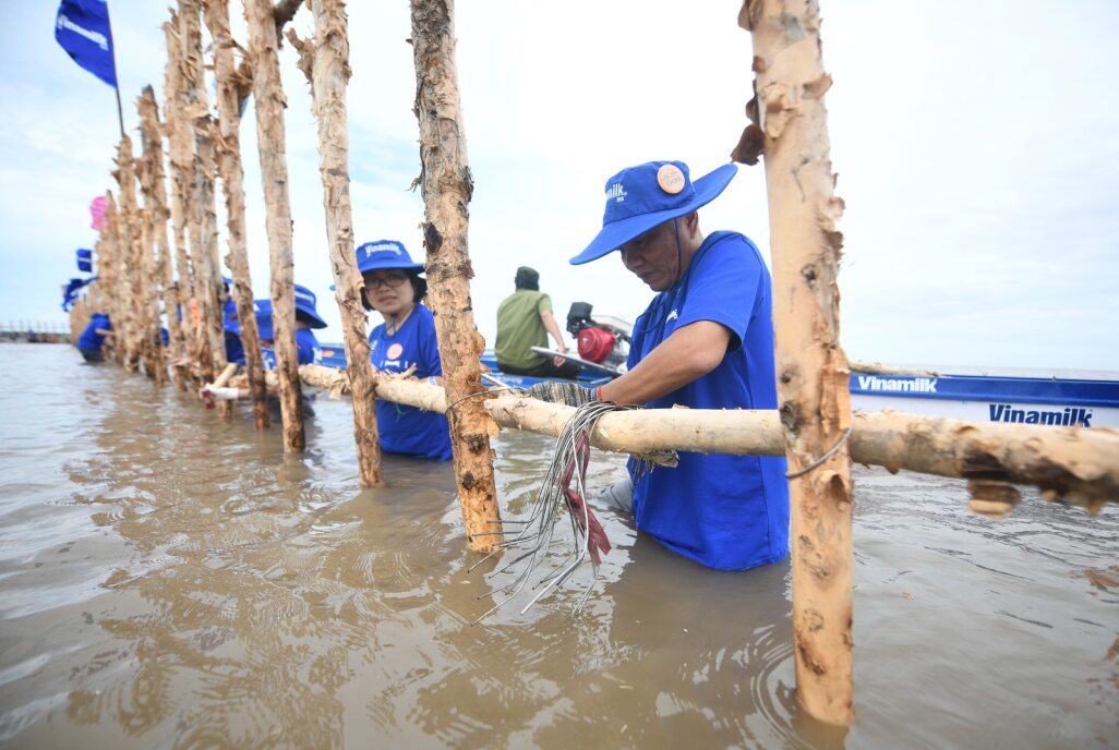 Các nhân viên Vinamilk tham gia làm gần 1.000m hàng rào đầu tiên trong gần 2.400m hàng rào để khoanh nuôi tái sinh rừng ngập mặn tại Vườn Quốc gia Mũi Cà Mau.