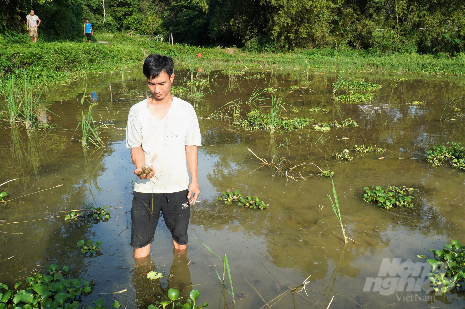 Người dân các thôn Bản Phắng, Bản Phạc, Nà Chúa (xã Trung Hòa) bắt đầu nuôi ốc nhồi từ năm 2021. Nuôi ốc nhồi xuống ruộng, ao mang lại thu nhập cao. Thả 1kg ốc giống (giá 1 triệu đồng) thu được 2 - 2,5 tạ ốc thương phẩm, giá bán mỗi kg khoảng 70 nghìn đồng.