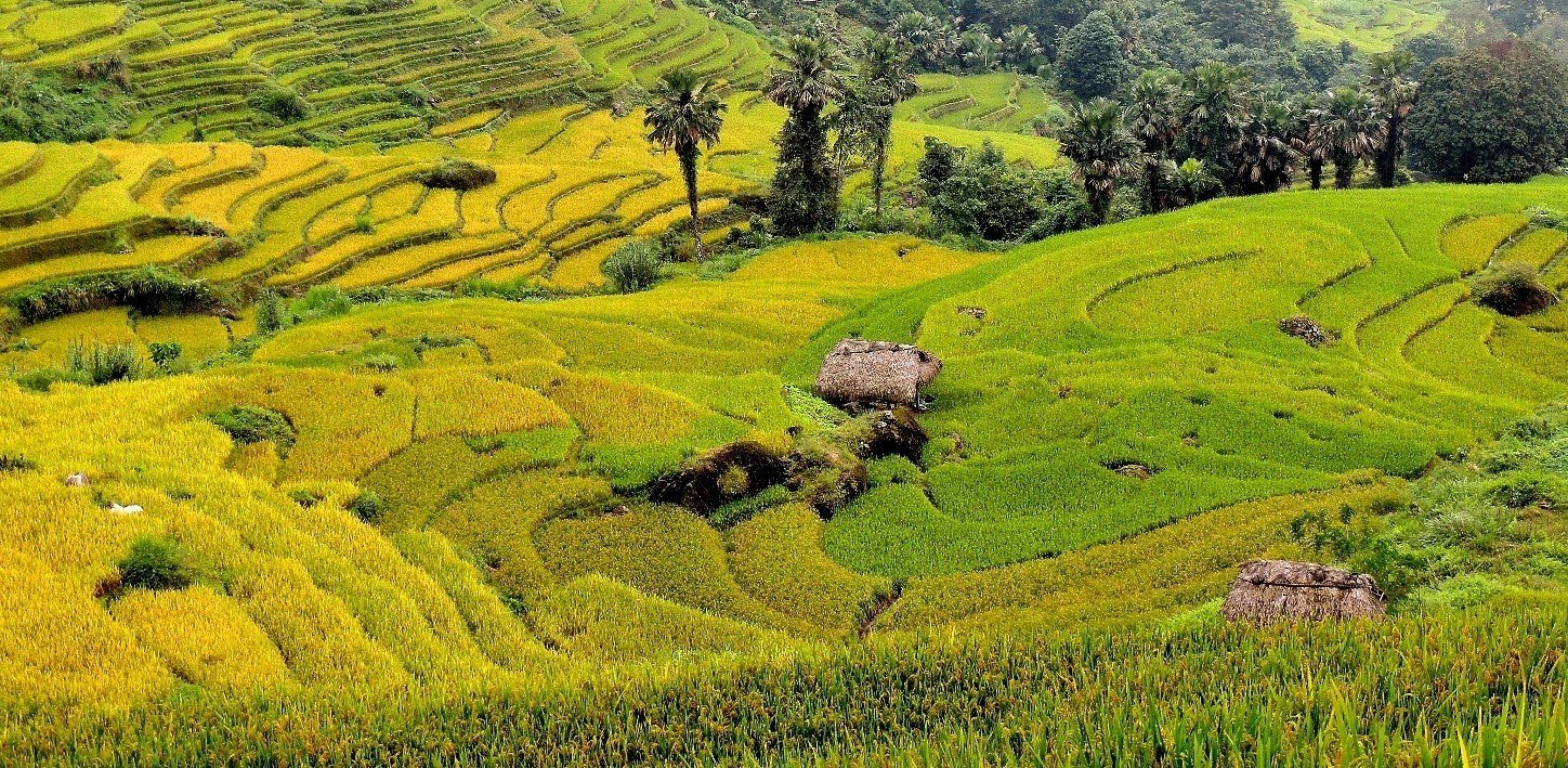 Rice cultivation in the Northwest Vietnam. Photo: Hai Nam.