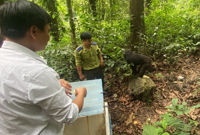 The Macaca artoides is subject to veterinary quarantine and health checks before being released back into the wild.