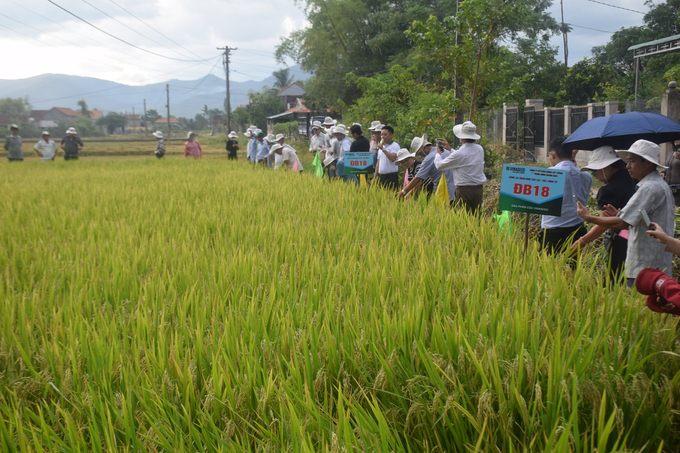 Nông dân tham quan ruộng lúa ĐB18 của ông Phan Thanh Trung ở thôn Hữu Giang, xã Tây Giang (huyện Tây Sơn, Bình Định) Ảnh: V.Đ.T.