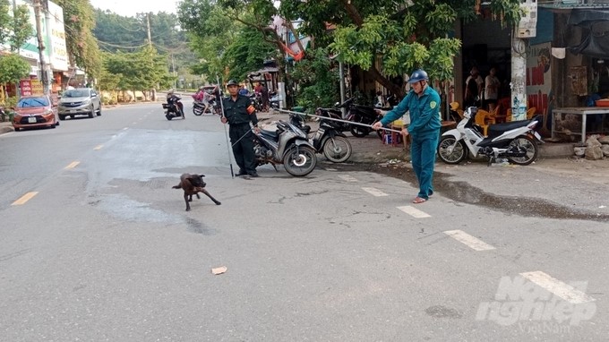 The situation of dogs that let loose and do not wear muzzles is still popular in Binh Lieu district, increasing the risk of rabies. Photo: Nguyen Thanh.